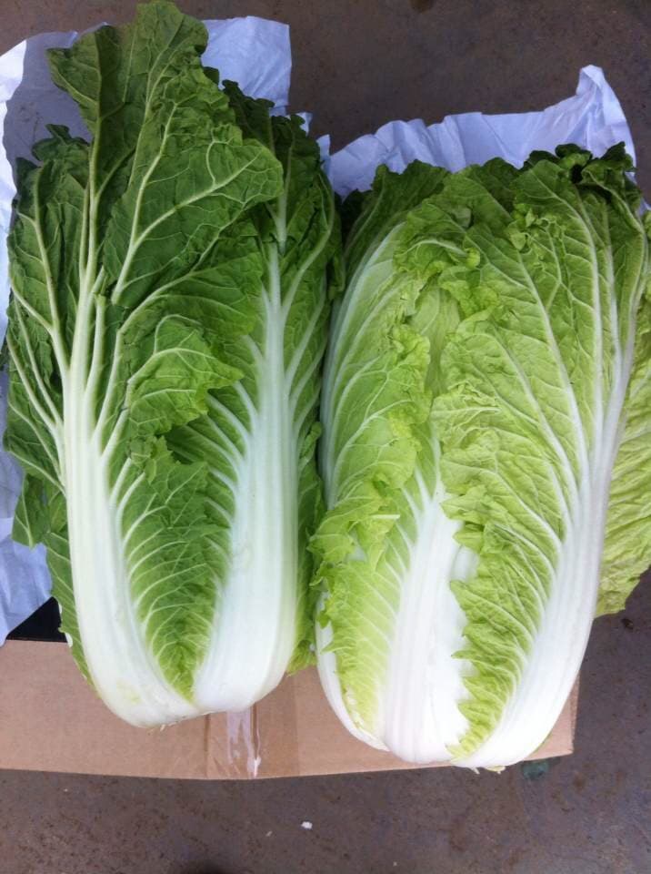 whole sale fresh Chinese Cabbage